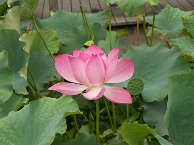 Nelumbo nucifera